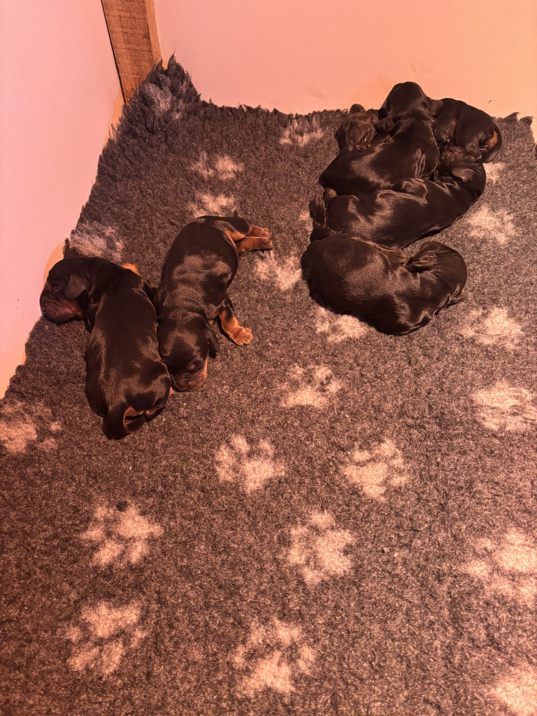 De La Bonne Fontaine De Jouvence - Cocker Spaniel Anglais - Portée née le 27/02/2026