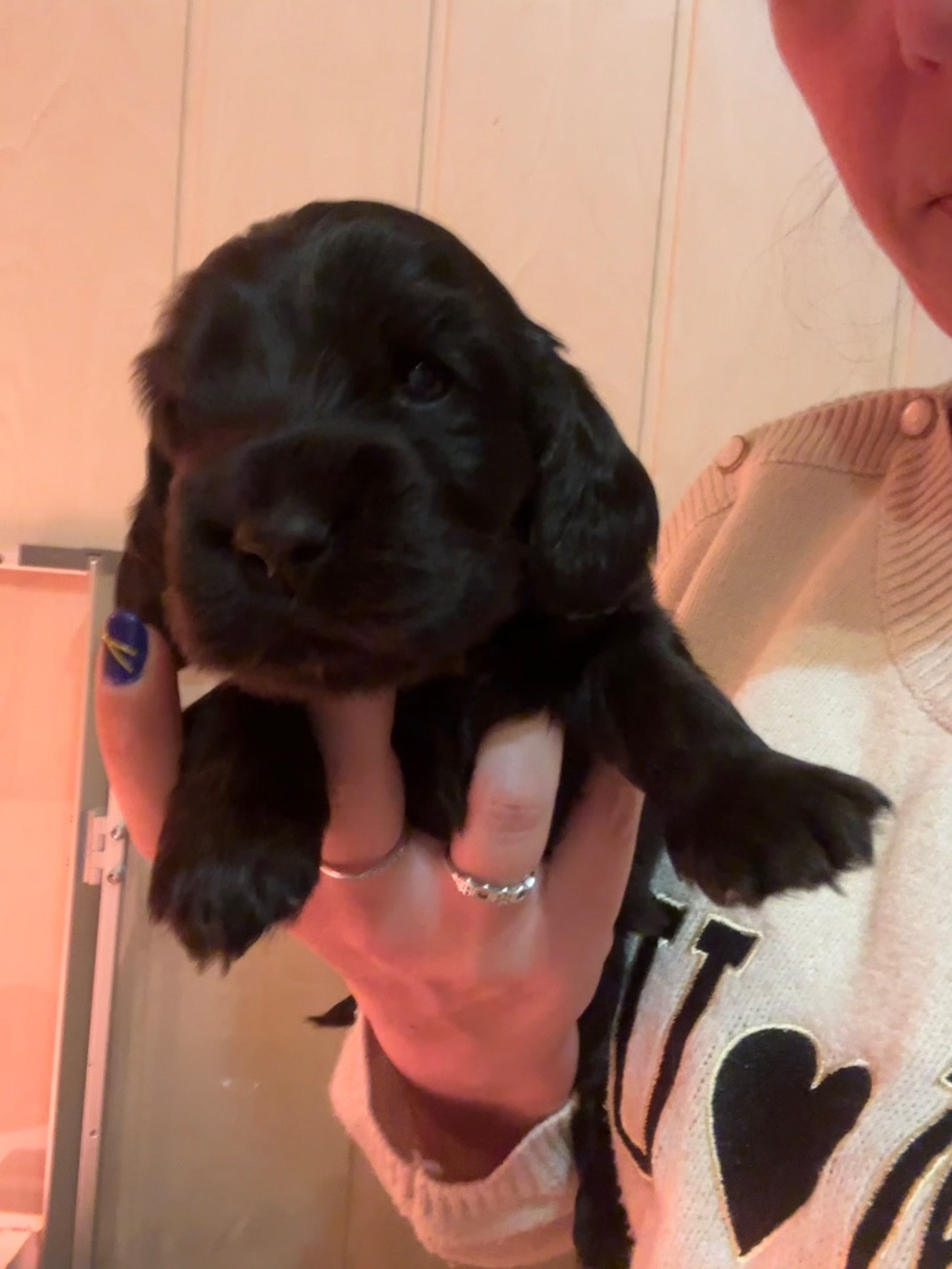 De La Bonne Fontaine De Jouvence - Chiots disponibles - Cocker Spaniel Anglais