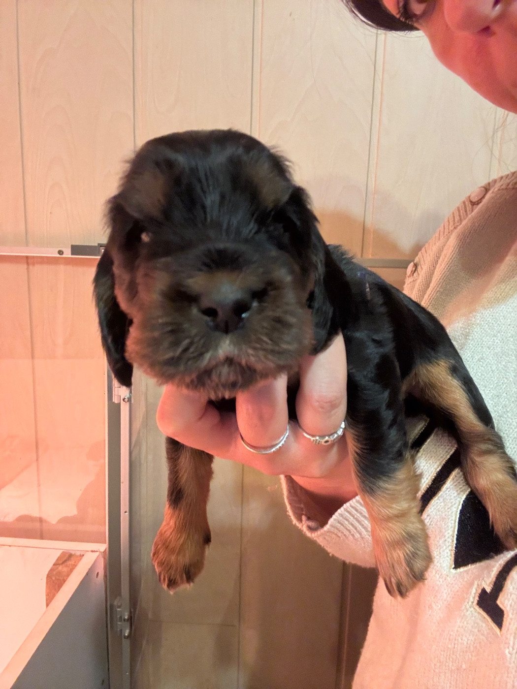 De La Bonne Fontaine De Jouvence - Chiots disponibles - Cocker Spaniel Anglais