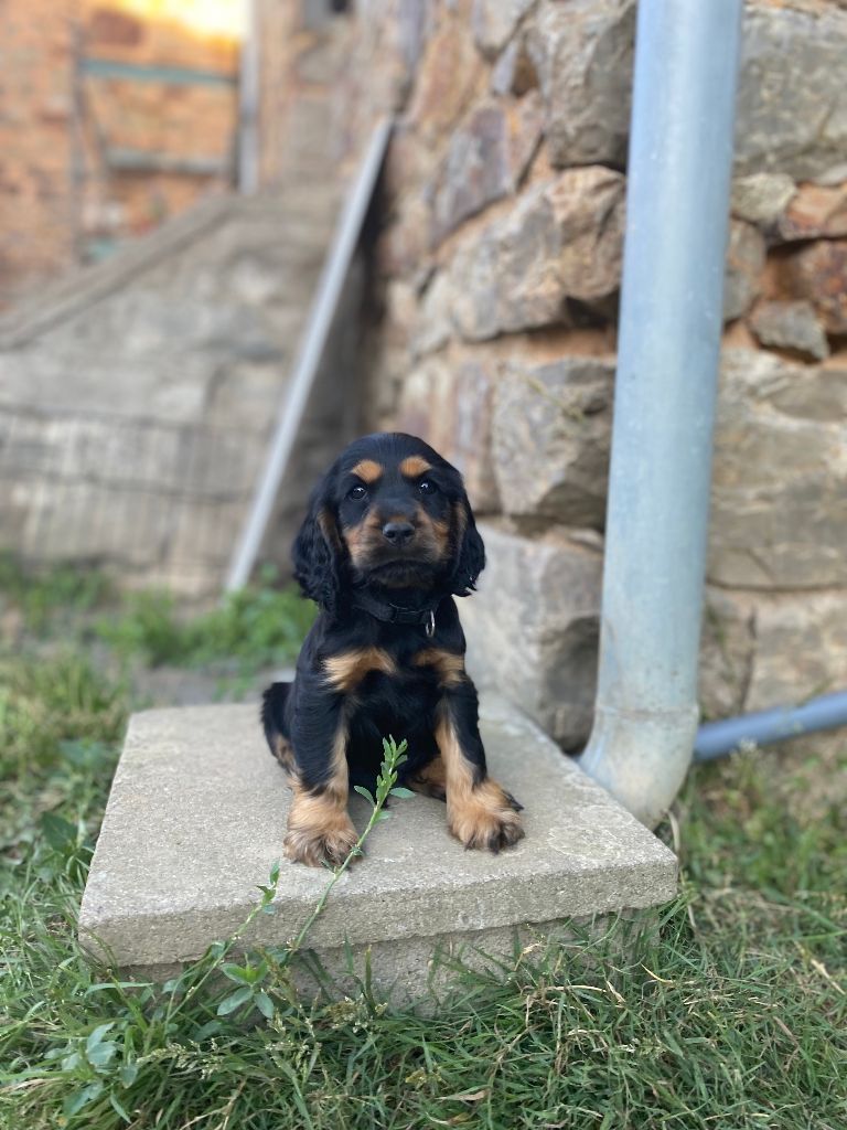 De La Bonne Fontaine De Jouvence - Chiots disponibles - Cocker Spaniel Anglais